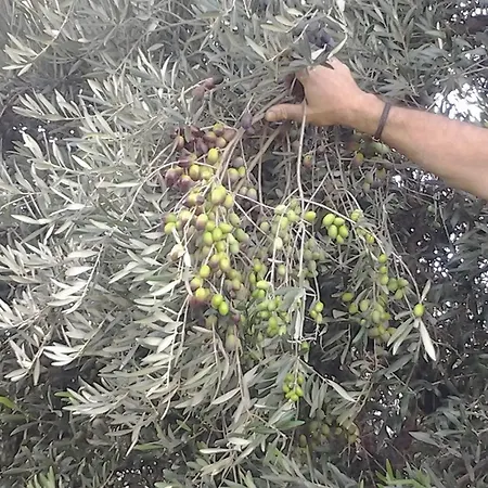 Alloggio per agriturismo Il Giardino Di Mavi *
