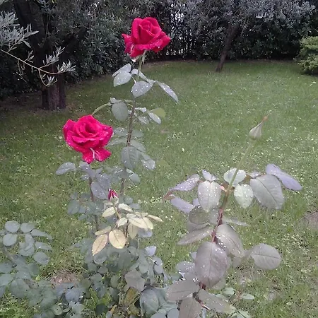 Il Giardino Di Mavi SantʼElpidio a Mare