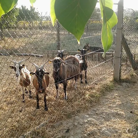 Alloggio per agriturismo Il Giardino Di Mavi SantʼElpidio a Mare